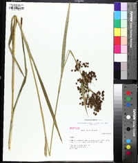 Scirpus georgianus image