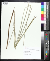 Carex decomposita image