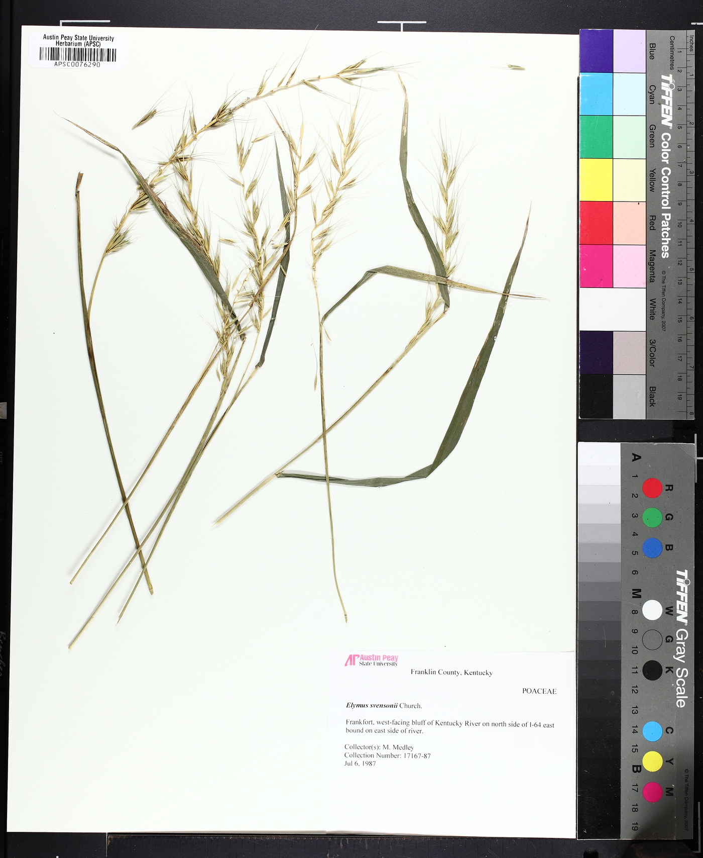 Elymus svensonii image