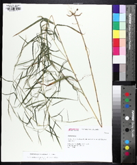 Muhlenbergia sylvatica image