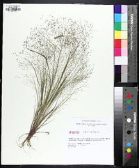 Eragrostis capillaris image