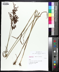 Juncus biflorus image