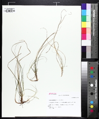 Carex umbellata image