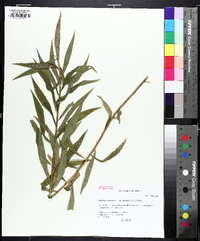 Solidago rupestris image