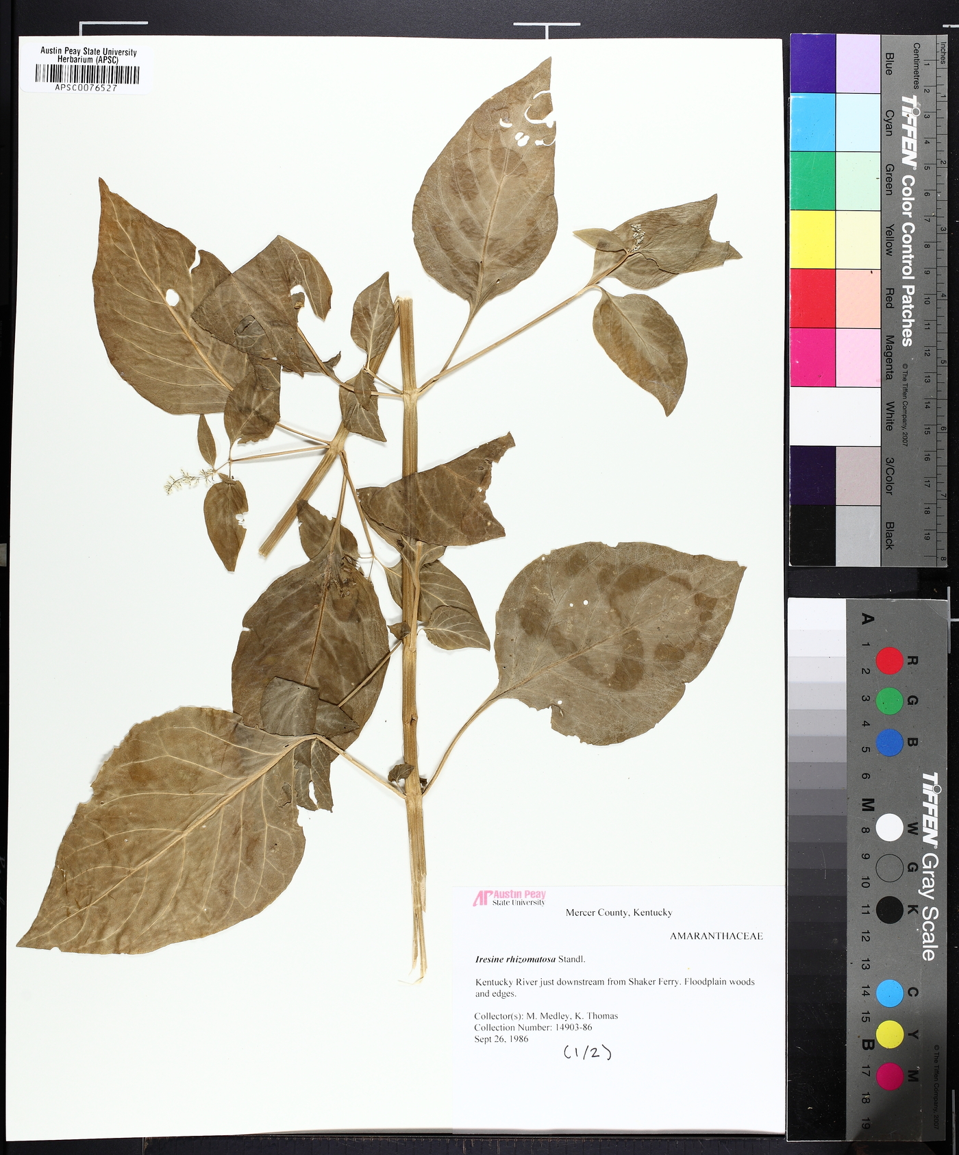 Iresine rhizomatosa image
