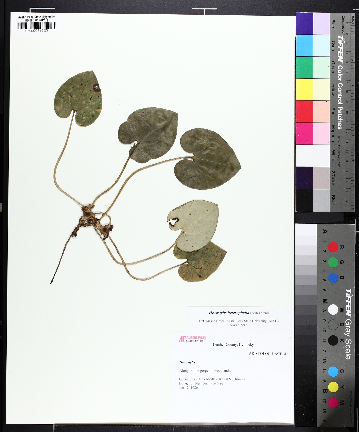Hexastylis heterophylla image