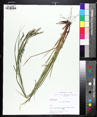 Carex flexuosa image