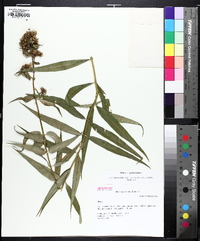 Phlox maculata subsp. pyramidalis image