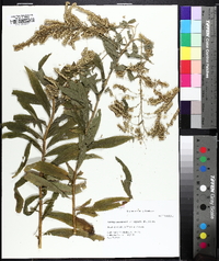 Solidago rupestris image