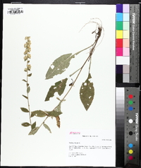 Solidago bicolor image