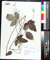 Desmodium viridiflorum image