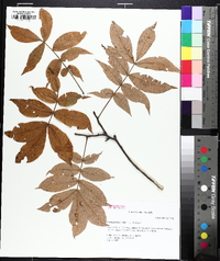 Carya pallida image