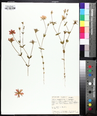 Sabatia campestris image