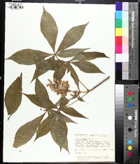 Aesculus glabra image