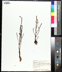 Epifagus virginiana image