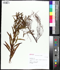 Oenothera filipes image