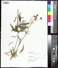 Coreopsis tripteris image