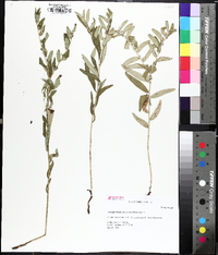 Lithospermum canescens image