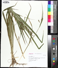 Carex scabrata image