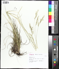 Danthonia sericea image