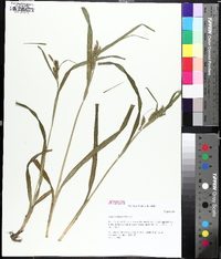 Carex scabrata image