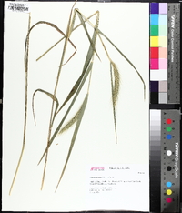 Elymus villosus image