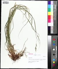 Carex virescens image