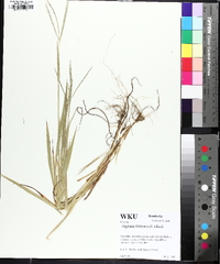 Digitaria ischaemum image