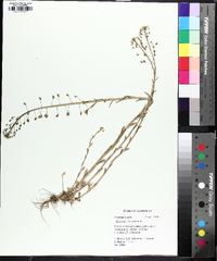 Mummenhoffia alliacea image