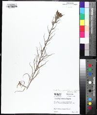 Castilleja indivisa image