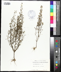 Chaenorhinum minus image