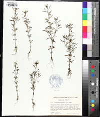 Chaenorhinum minus image