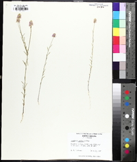 Polygala curtissii image