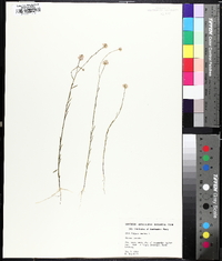 Polygala mariana image