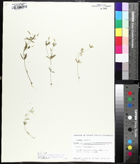 Polygala verticillata image