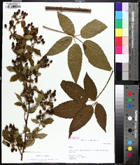 Rubus argutus image