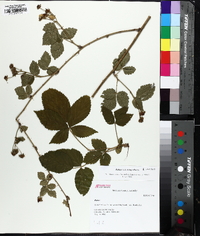 Rubus invisus image