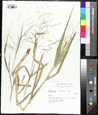 Panicum dichotomiflorum var. dichotomiflorum image