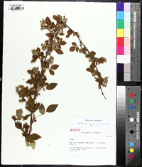 Rubus argutus image