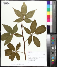 Rubus argutus image