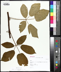 Rubus argutus image