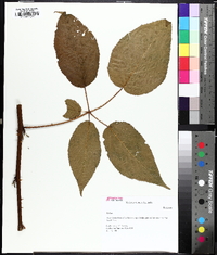 Rubus argutus image