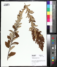 Spiraea tomentosa image