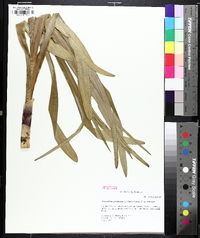 Stenanthium gramineum image