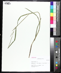 Glyceria acutiflora image