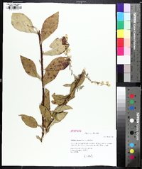 Solidago speciosa image