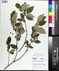 Aronia × prunifolia image