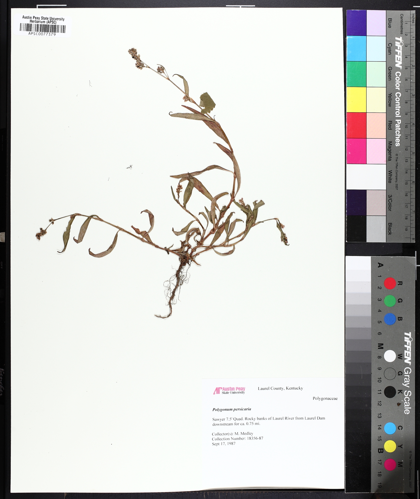 Persicaria maculata image