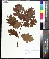 Quercus x bernardiensis image