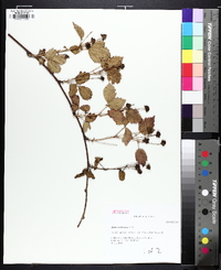 Rubus flagellaris image